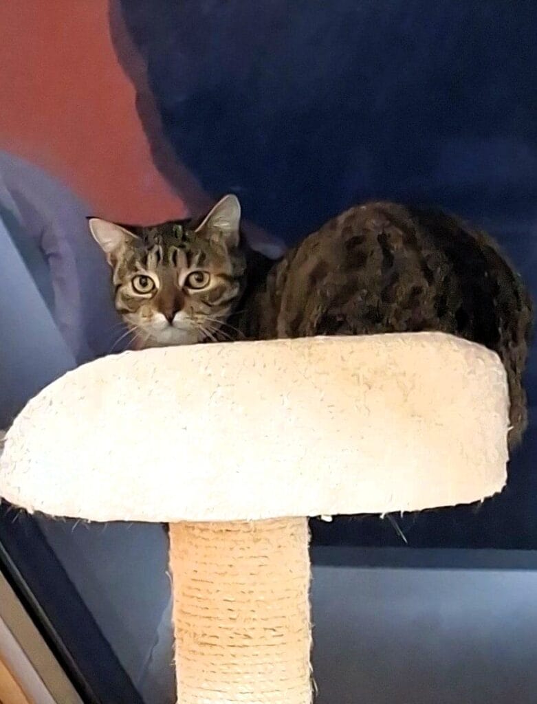 Tone Papiga: Kje pa, drugje? STARWHEEL Tone Papiga: Kje pa, drugje? STARWHEEL