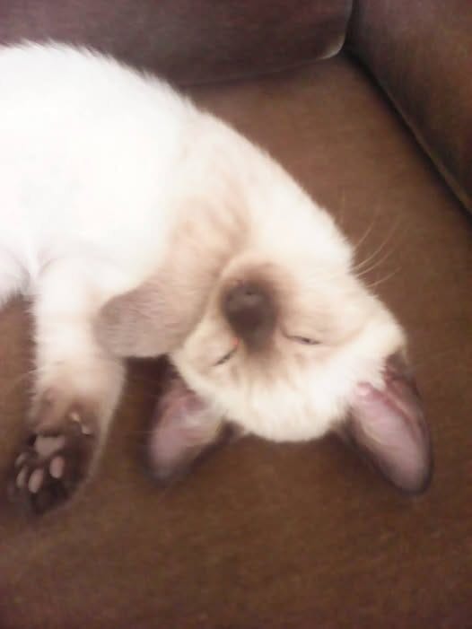 For "I did not know we'll have something to eat" you know but very little of the food fat man STARWHEEL