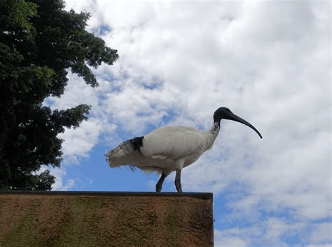 Nadia à l’Ibiza Hôtel STARWHEEL