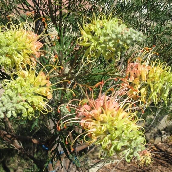 Tom, he Said, was Home 