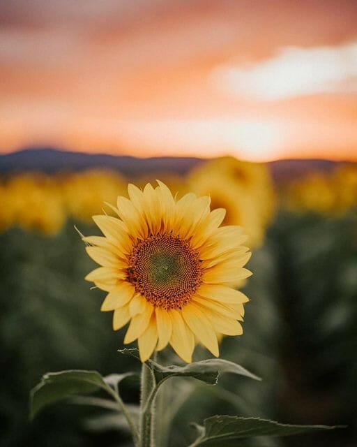 C*tting Beyond Treason STARWHEEL