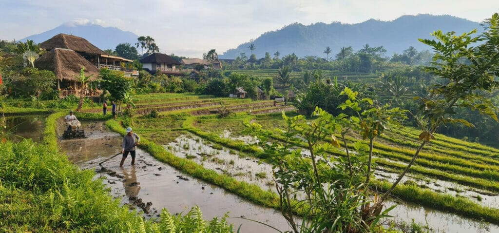 Kiss Kiss Hyang Vidi Vasa STARWHEEL Kiss Kiss Hyang Vidi Vasa STARWHEEL