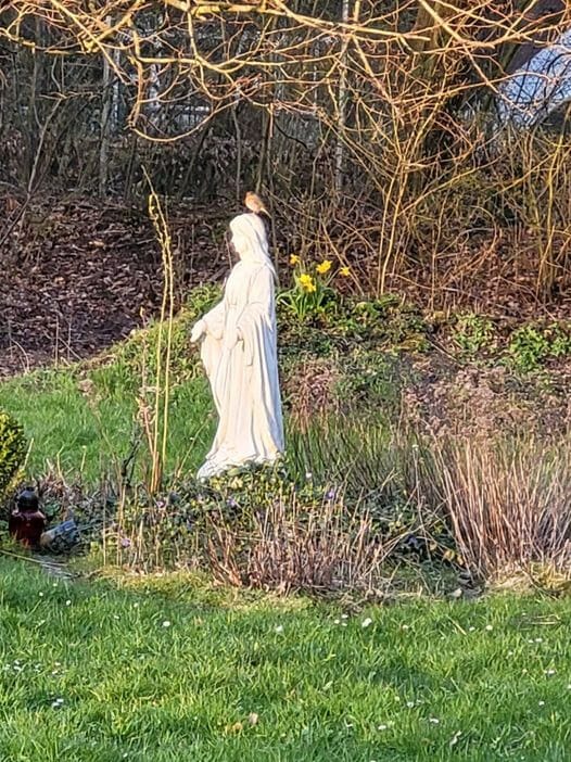 If Anyone, But a Squirrel? STARWHEEL If Anyone, But a Squirrel? STARWHEEL