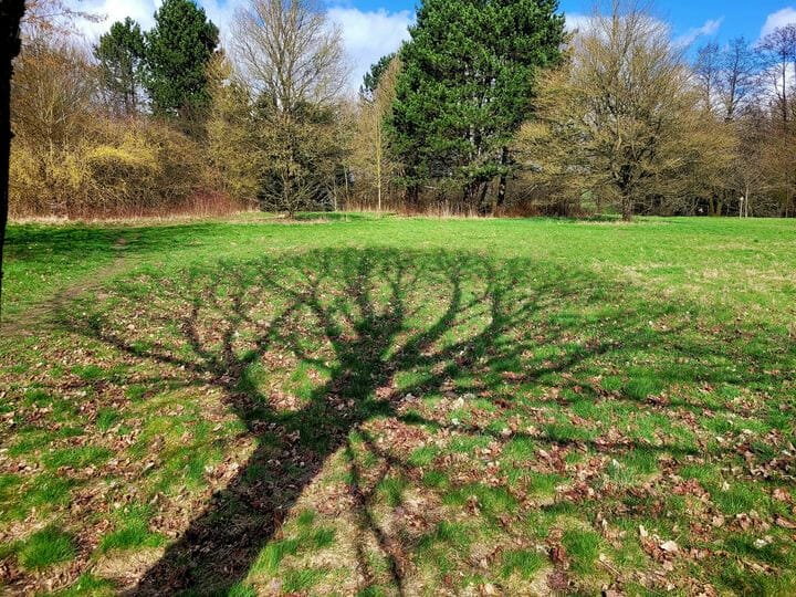 Ein Schattenbaum im Silvatikum Park 
Yoga Vidya Bad Meinberg 💚!