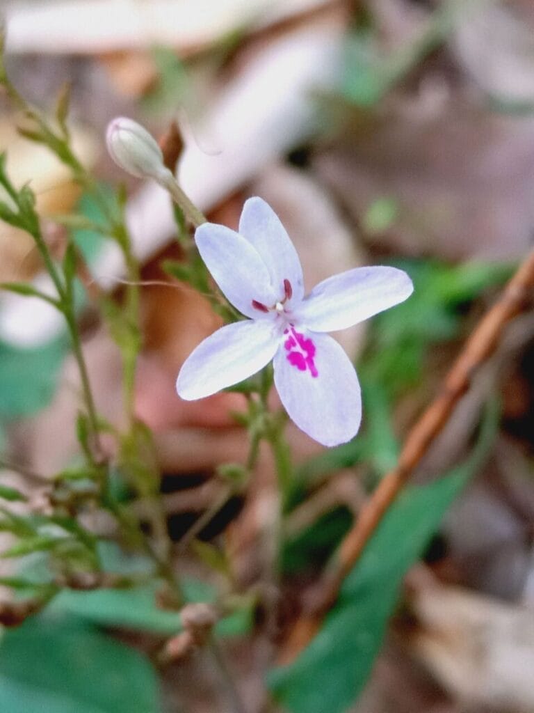 Pseuderanthemum Variabile: The Hunt Has Begun! STARWHEEL Pseuderanthemum Variabile: The Hunt Has Begun! STARWHEEL