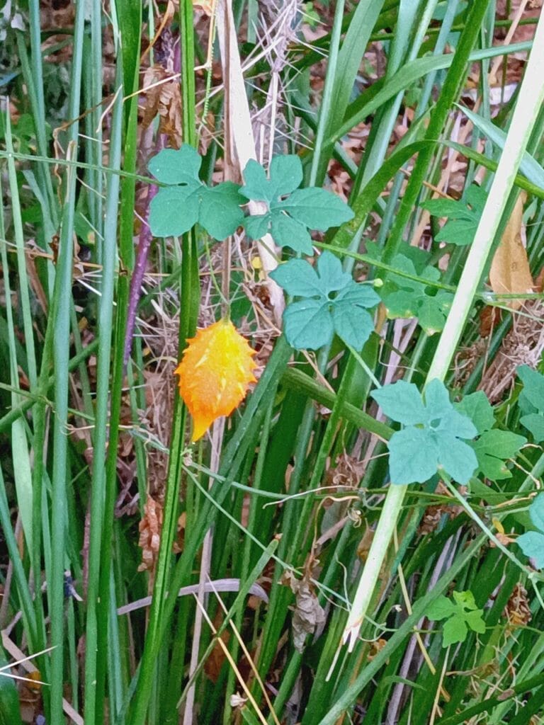 Momordica charantia: The Bitter Fruit of the Great Night STARWHEEL