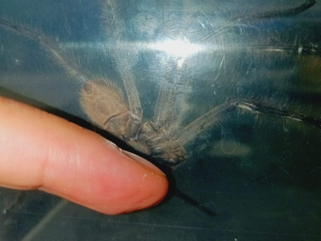 4724 1:1 | s h a d o w i n t h e m a k i n g STARWHEEL 4724 1:1 | s h a d o w i n t h e m a k i n g STARWHEEL