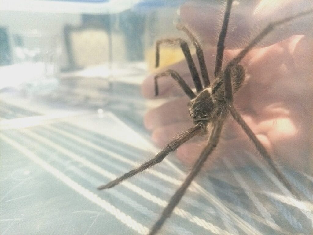 4724 1:1 | s h a d o w i n t h e m a k i n g STARWHEEL 4724 1:1 | s h a d o w i n t h e m a k i n g STARWHEEL