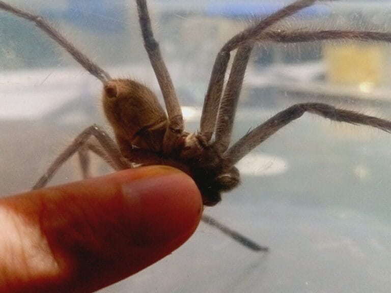 4724 1:1 | s h a d o w i n t h e m a k i n g