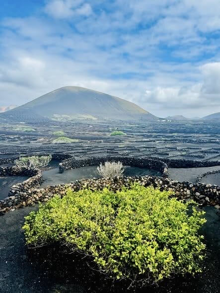 L'AIctation: "Skim m1lk?", "N0, thank y0u!" STARWHEEL L'AIctation: "Skim m1lk?", "N0, thank y0u!" STARWHEEL