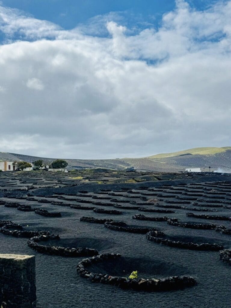 L'AIctation: "Skim m1lk?", "N0, thank y0u!" STARWHEEL L'AIctation: "Skim m1lk?", "N0, thank y0u!" STARWHEEL