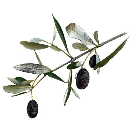 The Cat and the Dead Rat of Minneasota's ICE