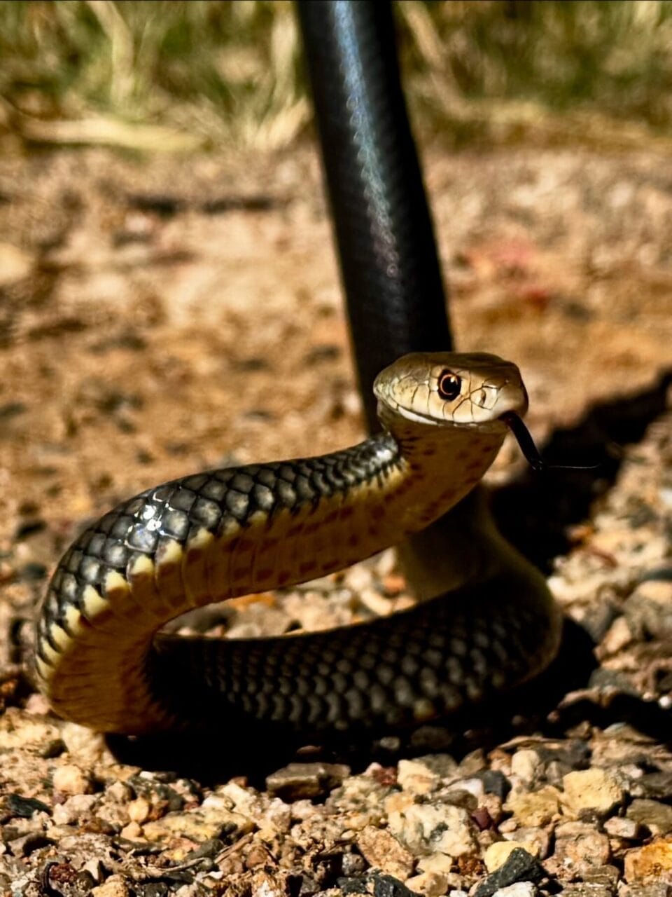 Testament of the Golden Record