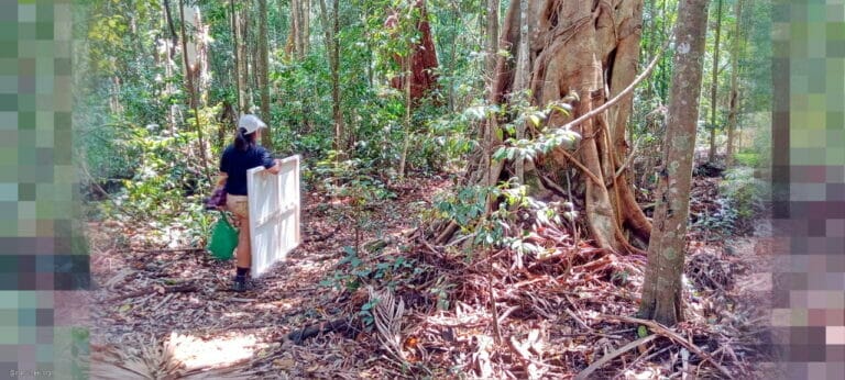 Into the Forest Art Thou 