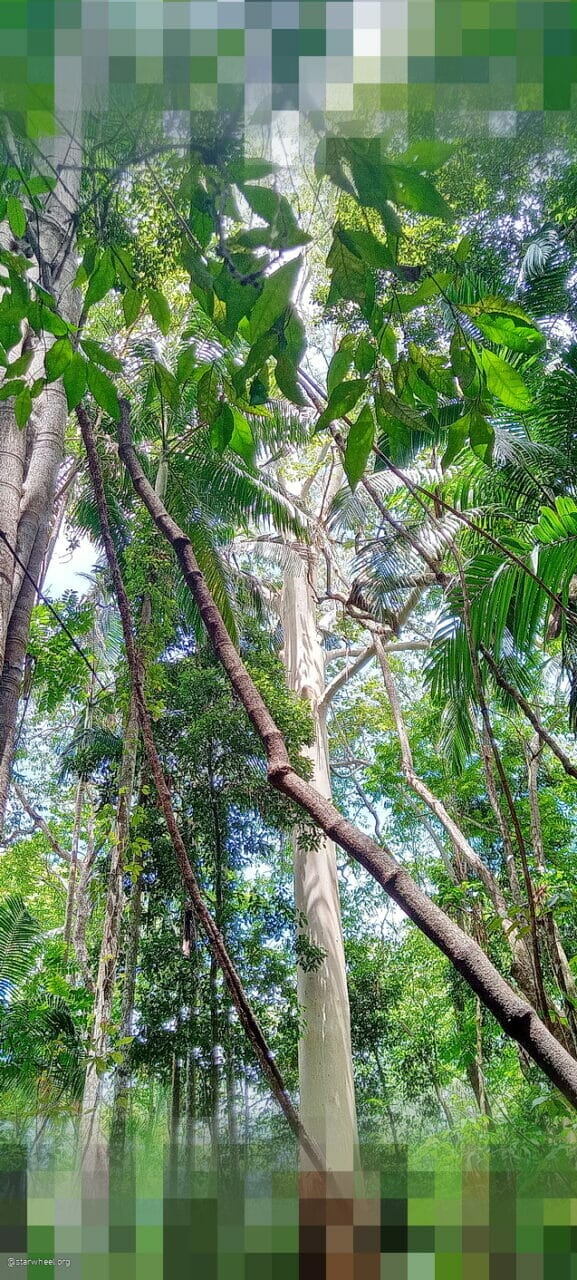 Into the Forest Art Thou 