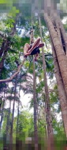 Into the Forest Art Thou