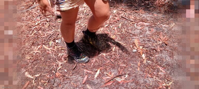 Into the Forest Art Thou 