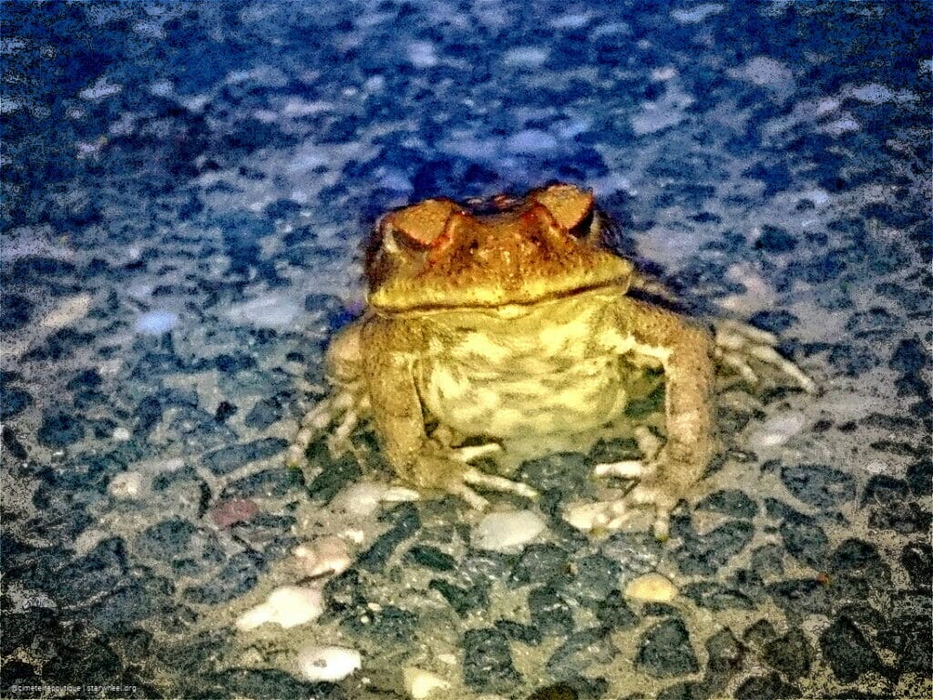 The Cruelty is Destined for the Mouse in Absence STARWHEEL The Cruelty is Destined for the Mouse in Absence STARWHEEL