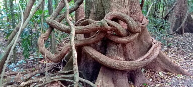 Wenn Wir zu Schule Gehen, Dann 