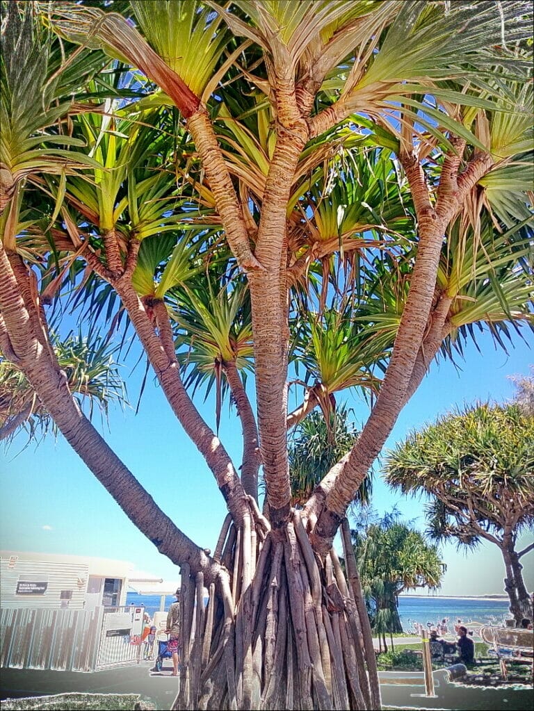 42 Ways of Rolling Eyes 