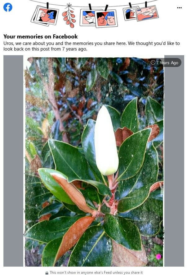 The Lion, Gravely, Eating Straw STARWHEEL The Lion, Gravely, Eating Straw STARWHEEL