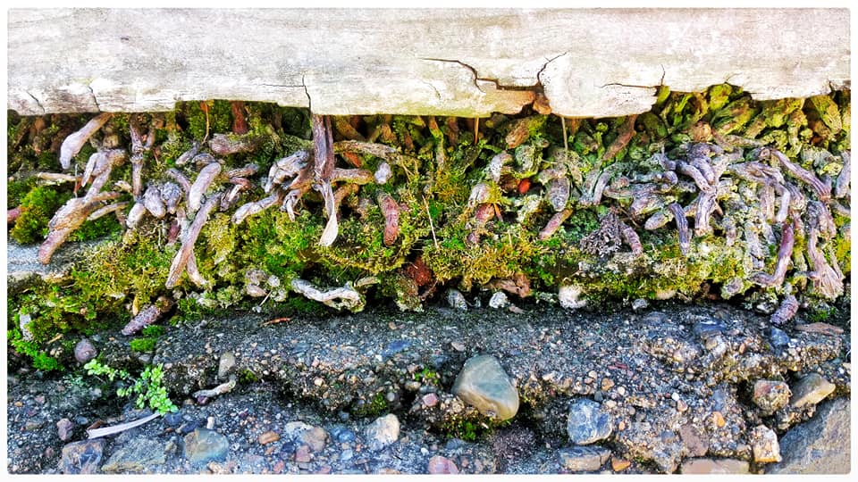 Pump Up, The Value STARWHEEL Pump Up, The Value STARWHEEL