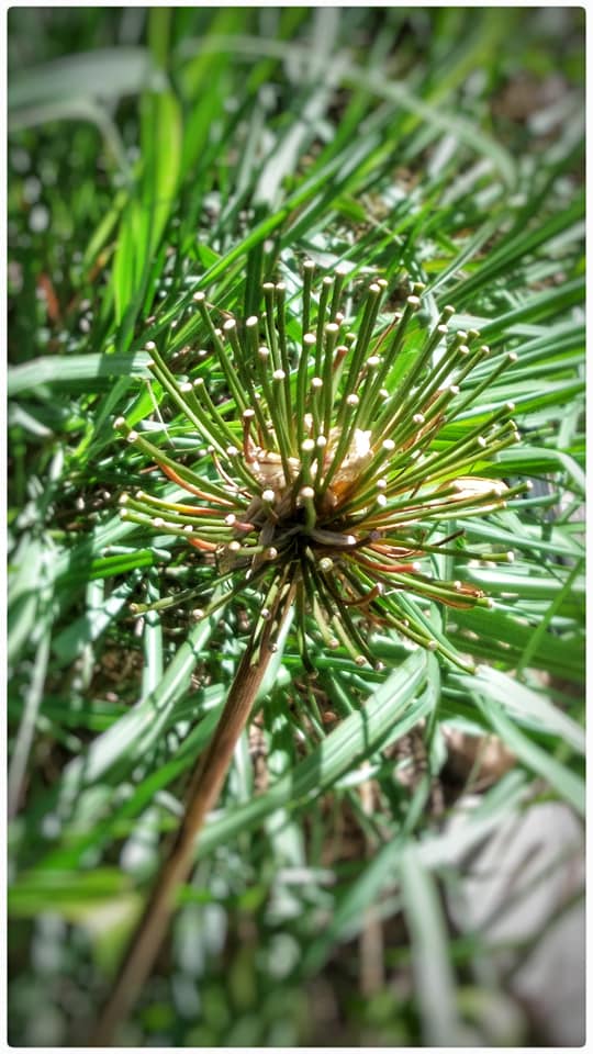 Pump Up, The Value STARWHEEL Pump Up, The Value STARWHEEL