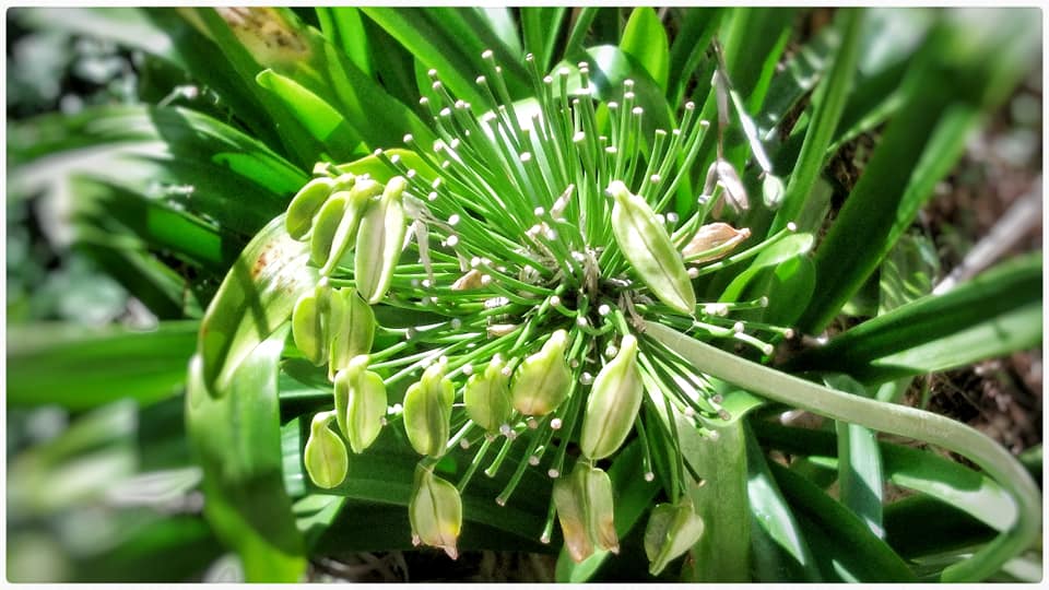 Pump Up, The Value STARWHEEL Pump Up, The Value STARWHEEL