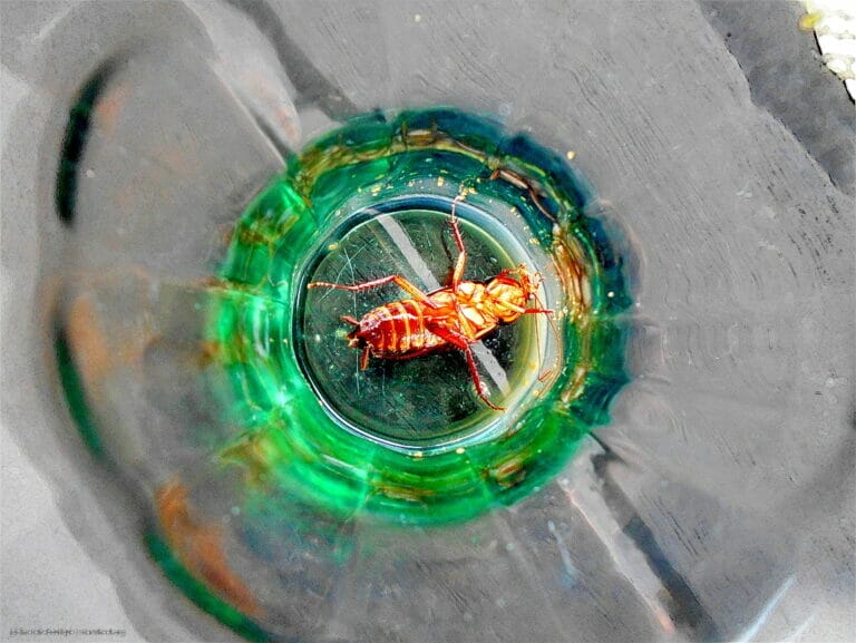 Hosanna, Osanna, ܐܘܿܫܲܥܢܵܐ! 