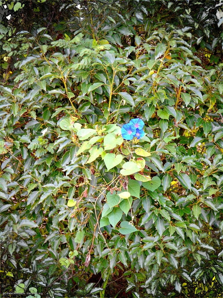 Hosanna, Osanna, ܐܘܿܫܲܥܢܵܐ! 