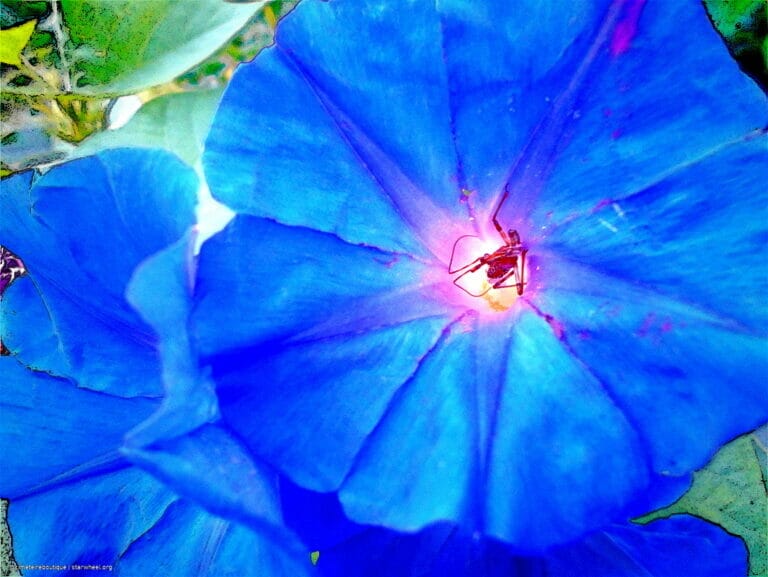 Hosanna, Osanna, ܐܘܿܫܲܥܢܵܐ! 