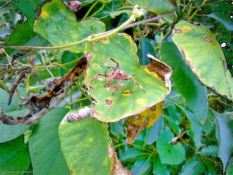 Hosanna, Osanna, ܐܘܿܫܲܥܢܵܐ! 