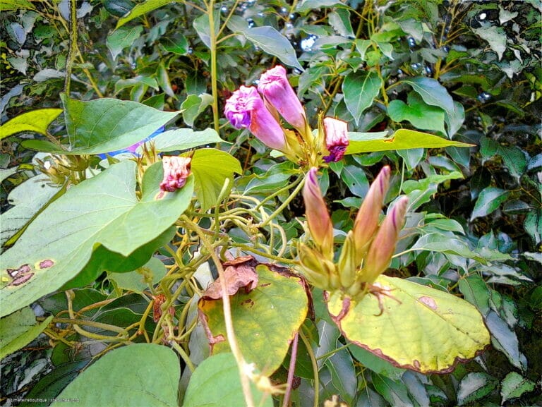 Hosanna, Osanna, ܐܘܿܫܲܥܢܵܐ! 