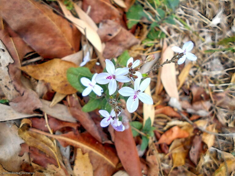 Hosanna, Osanna, ܐܘܿܫܲܥܢܵܐ! 