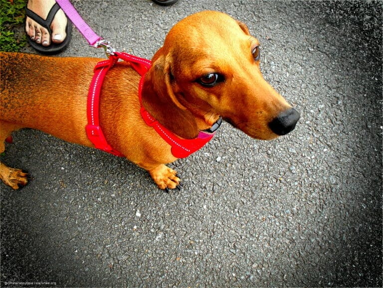 Hosanna, Osanna, ܐܘܿܫܲܥܢܵܐ! 