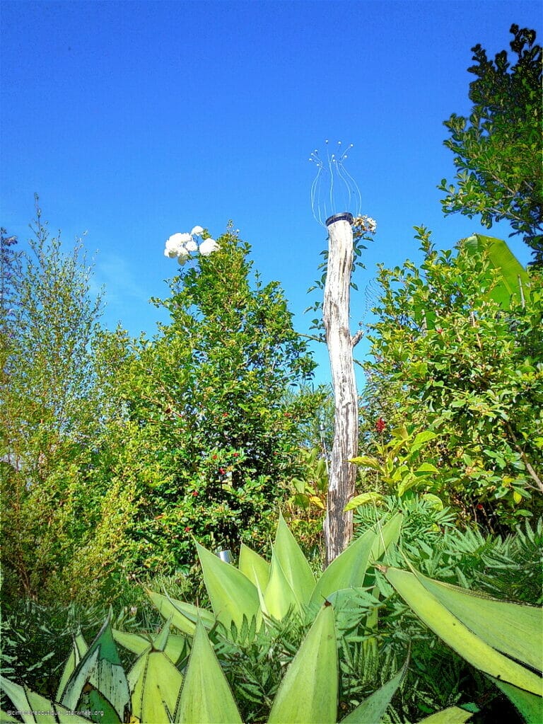 Hosanna, Osanna, ܐܘܿܫܲܥܢܵܐ! 