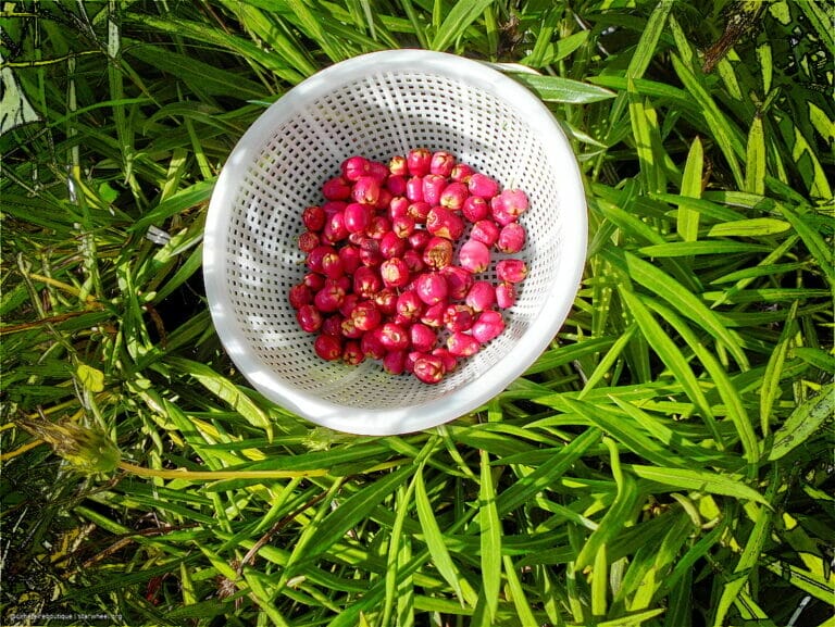 Hosanna, Osanna, ܐܘܿܫܲܥܢܵܐ! 