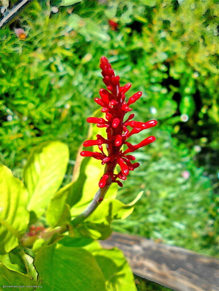 Hosanna, Osanna, ܐܘܿܫܲܥܢܵܐ! 