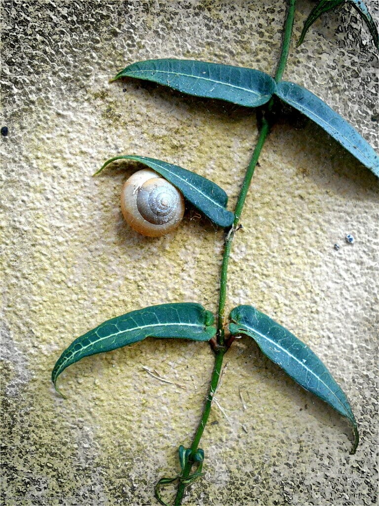 Hosanna, Osanna, ܐܘܿܫܲܥܢܵܐ! 