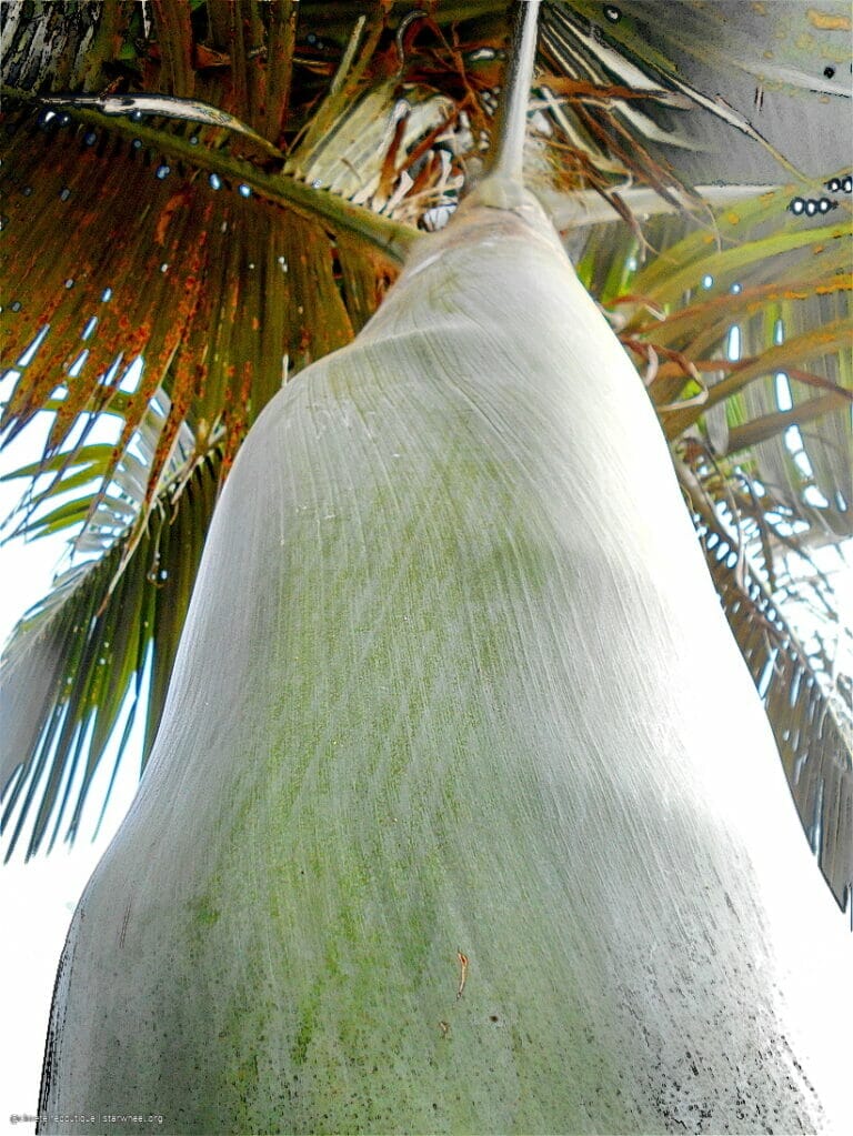 Hosanna, Osanna, ܐܘܿܫܲܥܢܵܐ! 