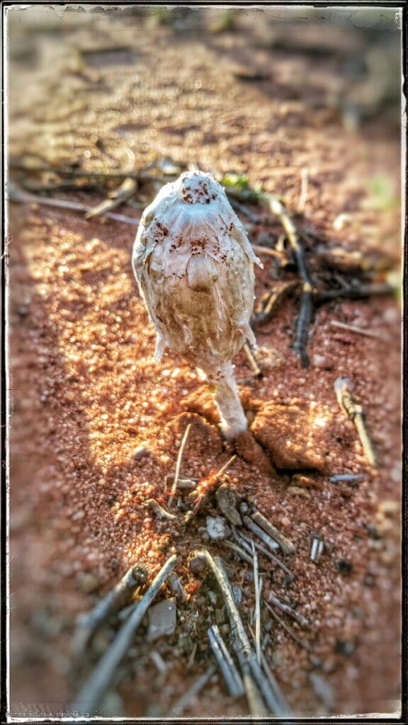 Through Stonehenge to Windorah 